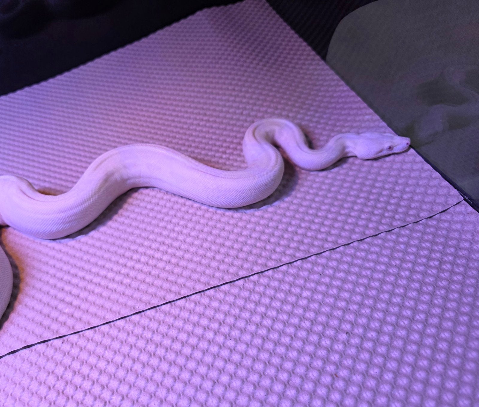 IMG Snow(Kahl Line) 0.1 BCI, Dieren en Toebehoren, Reptielen en Amfibieën, Slang, 0 tot 2 jaar