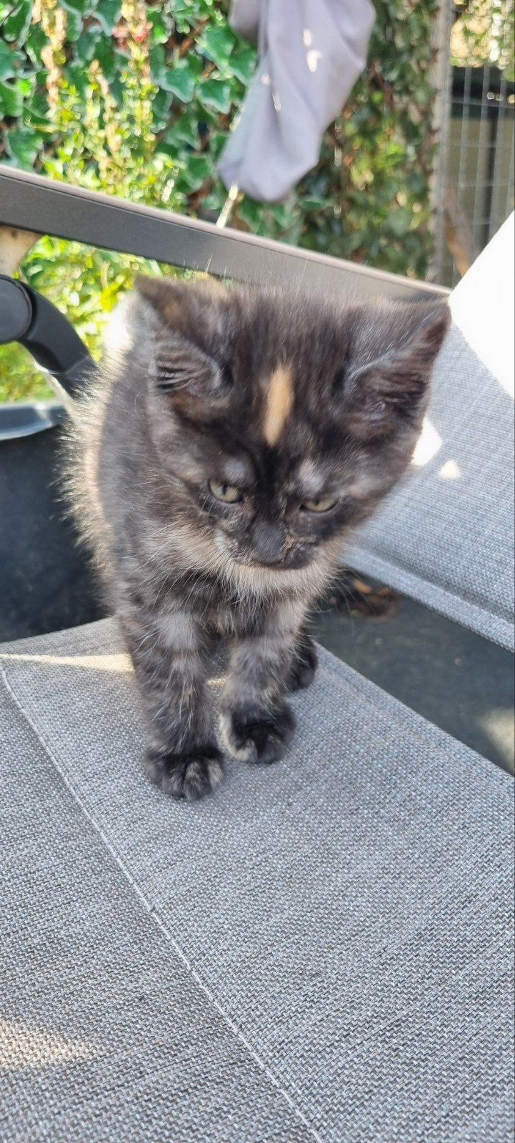 X Maine coon kittens vier stuks 75% maine coon, Meerdere dieren, Ontwormd, 0 tot 2 jaar