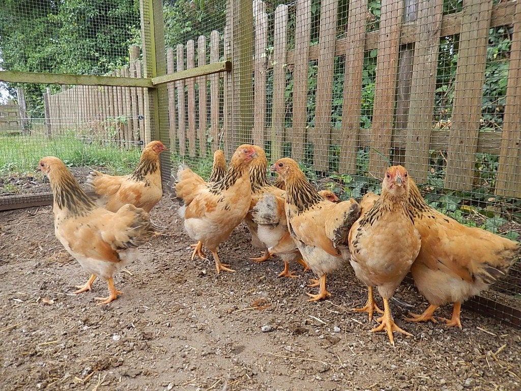 Wyandotte Buff Columbia Kuikens, Dieren en Toebehoren, Pluimvee, Geslacht onbekend, Kip