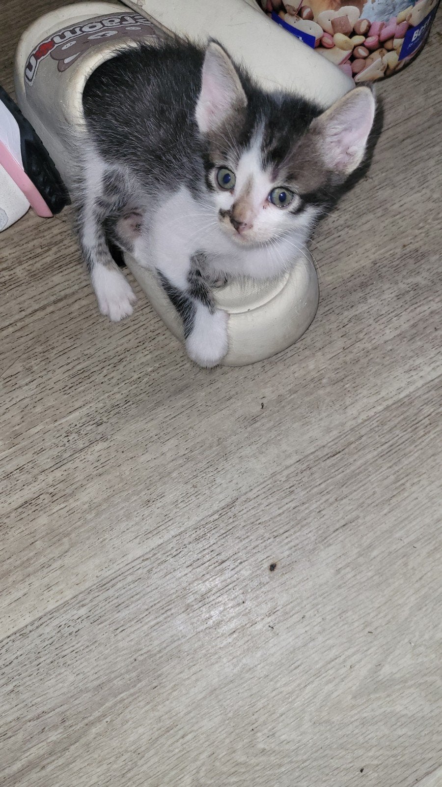 Lieve broertjes van 7 weken oud, Dieren en Toebehoren, Katten en Kittens | Overige Katten, Kater