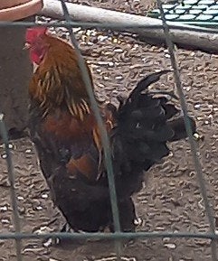 Fraaie Brahma kriel haan, Dieren en Toebehoren, Pluimvee, Mannelijk, Kip