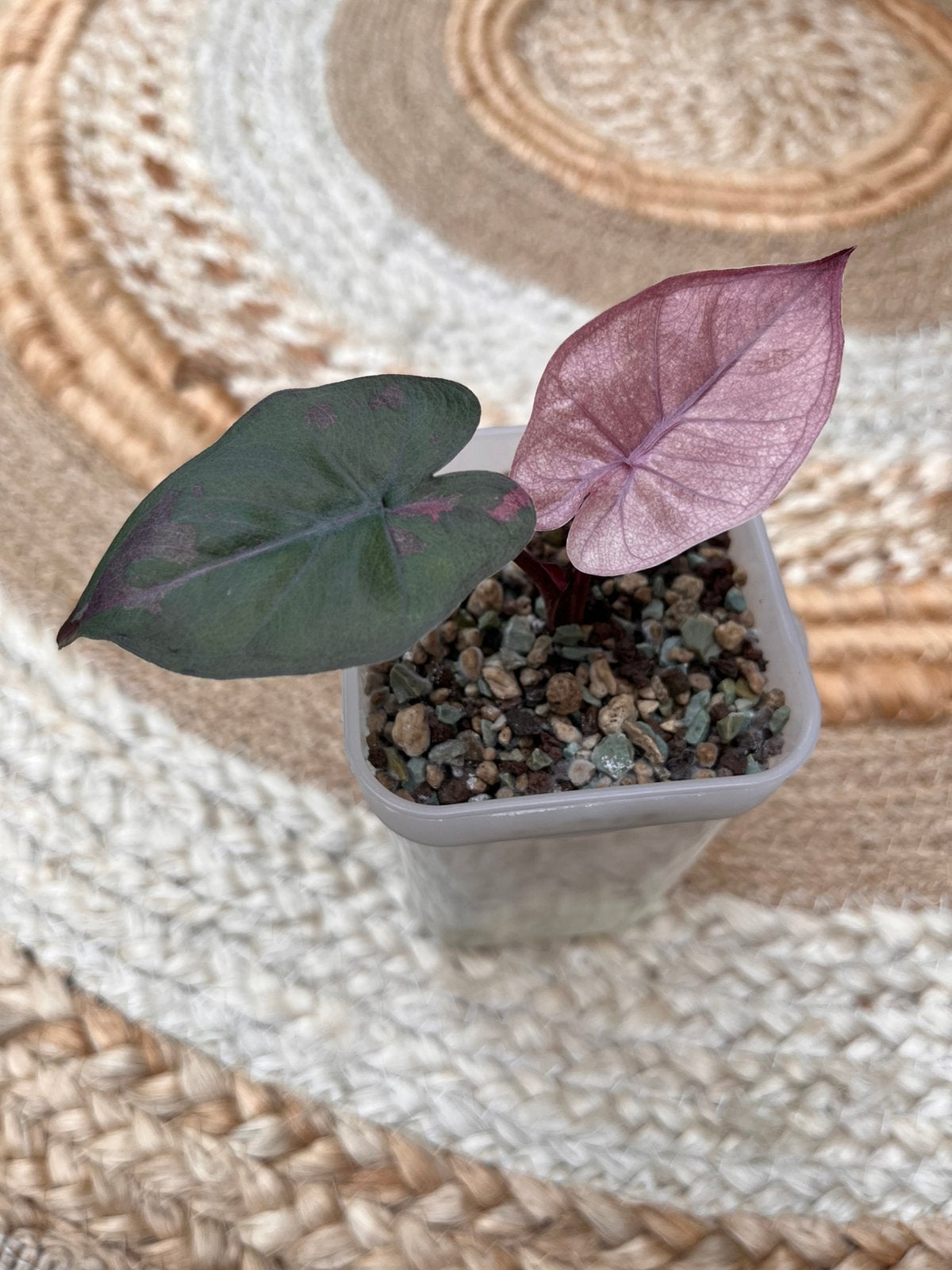 Alocasia Yucatan princess pink/albo variegata, Ophalen of Verzenden, Overige soorten, Halfschaduw, Minder dan 100 cm