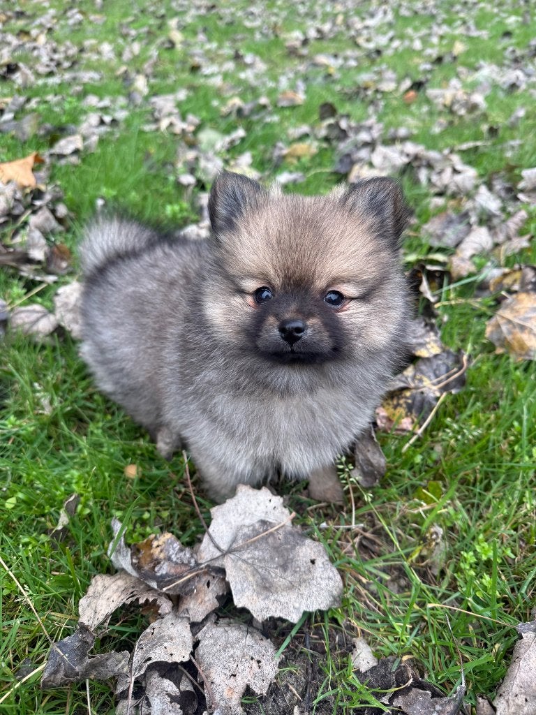 Schattige Pomeriaan pup Meisje, Dieren en Toebehoren, Overige rassen, 8 tot 15 weken, Teef, Meerdere