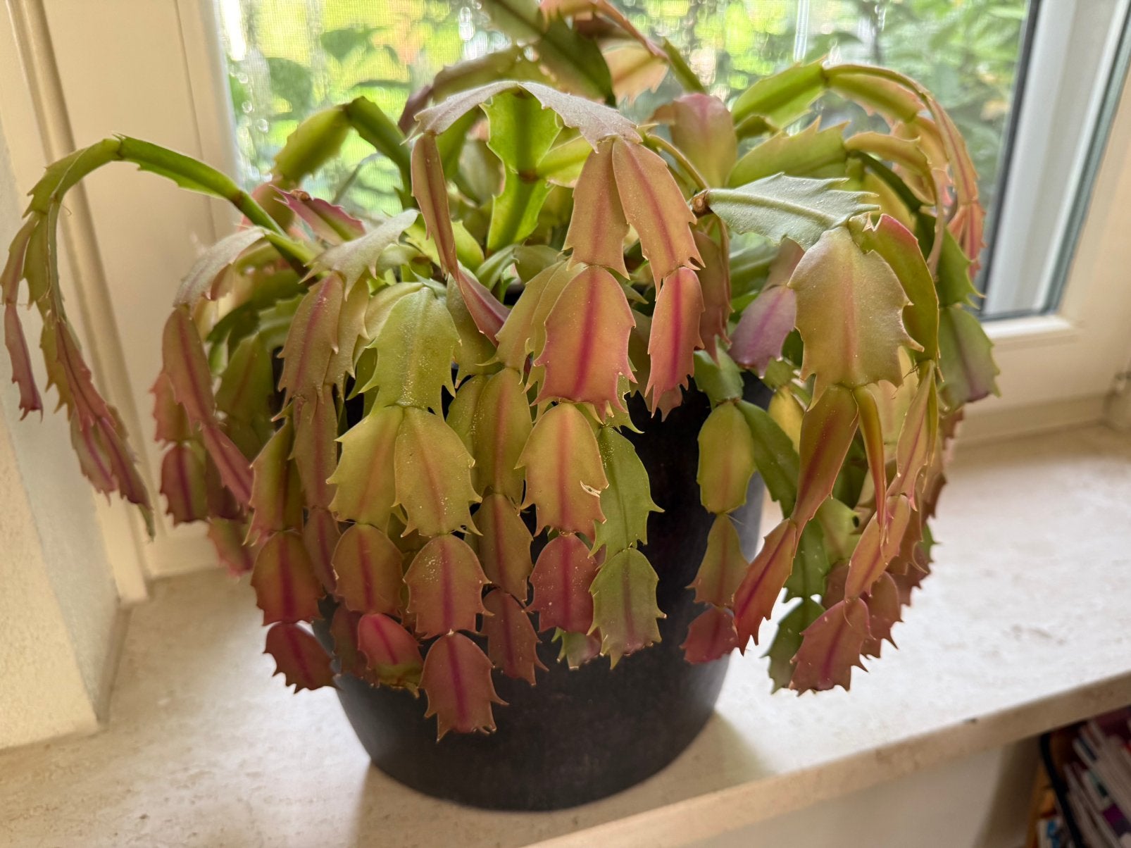 Kamerplant met mooie vaas, Verzenden, Halfschaduw, Minder dan 100 cm