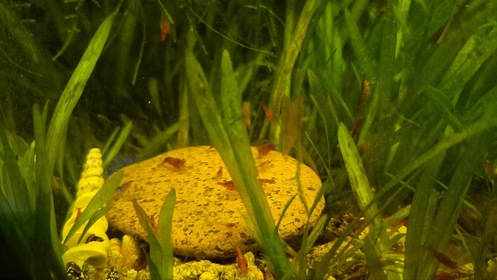 Vuurgarnaaltjes, Kreeft, Krab of Garnaal, Zoetwatervis