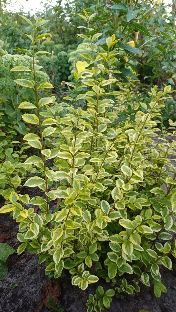 Bonte Liguster planten, Tuin en Terras, Planten | Struiken en Hagen, Ophalen, Liguster, Haag, Minder dan 100 cm
