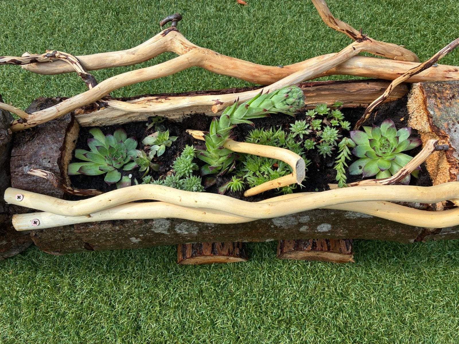 Boomstam met vetplanten, Ophalen of Verzenden, Overige soorten, Volle zon