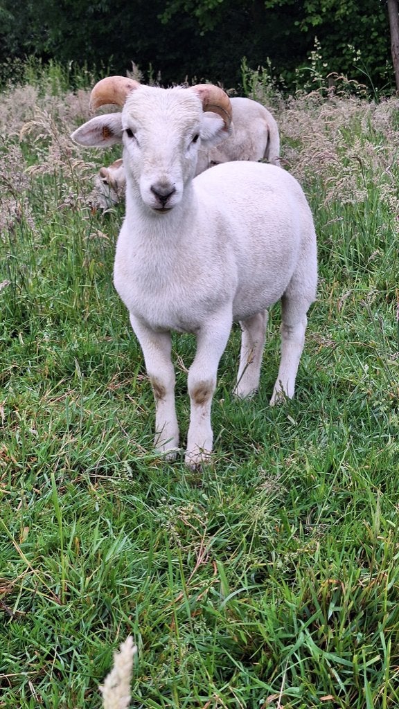 Wiltshire Horn Ramlam, Dieren en Toebehoren, Mannelijk, Schaap, 0 tot 2 jaar
