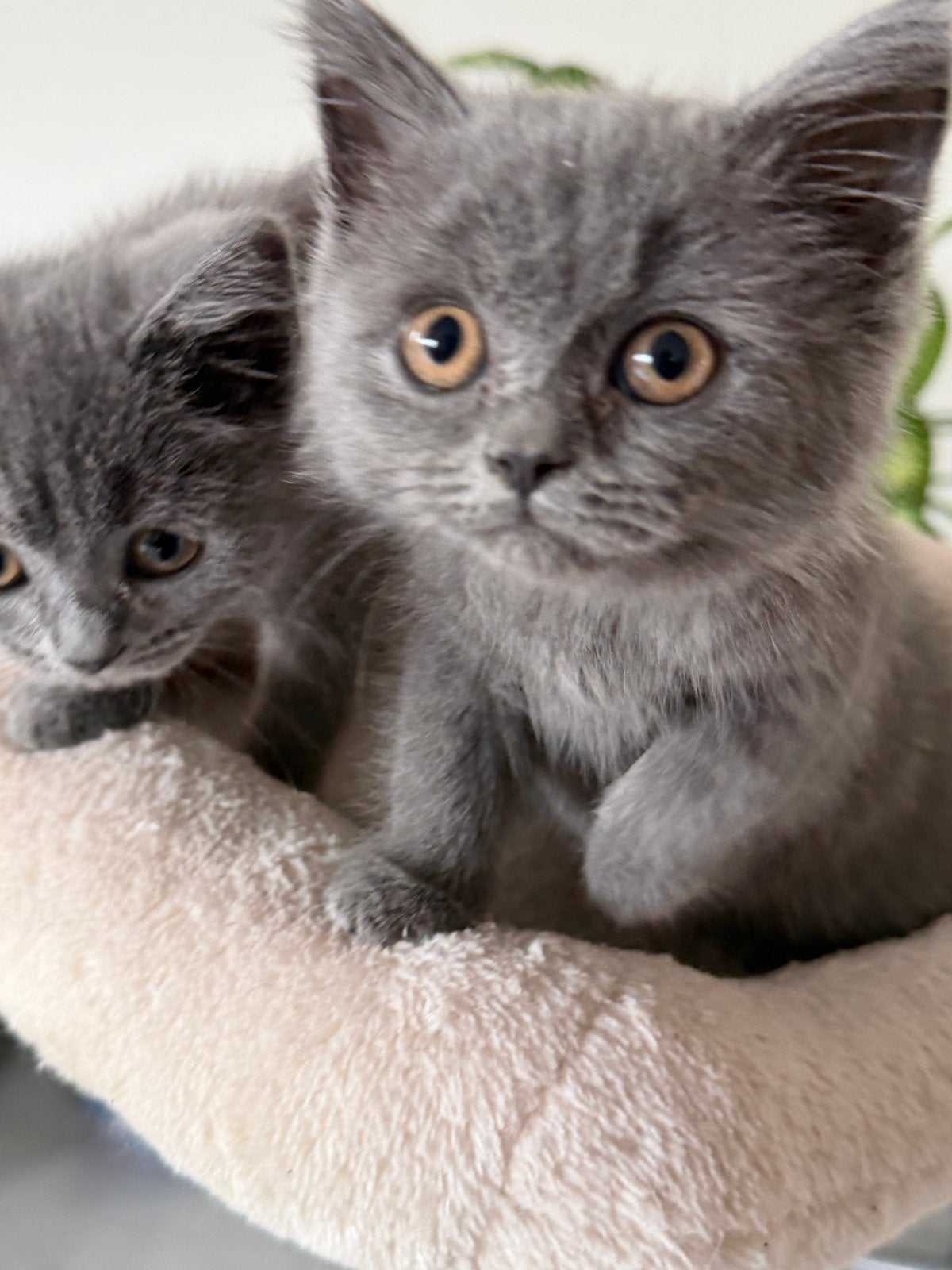 Brits korthaar kittens. Ze mogen  het netsje verlaten, Meerdere dieren, 0 tot 2 jaar