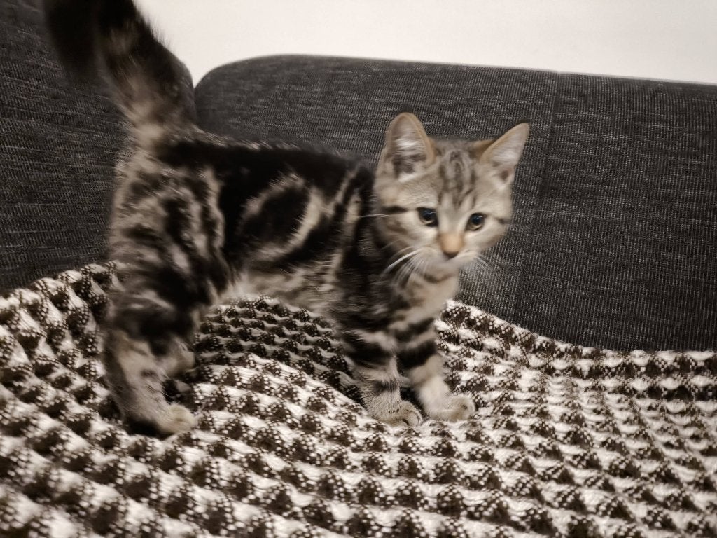 Half britse korthaar kittens, Dieren en Toebehoren, Katten en Kittens | Raskatten | Korthaar, Meerdere dieren, Ontwormd, 0 tot 2 jaar