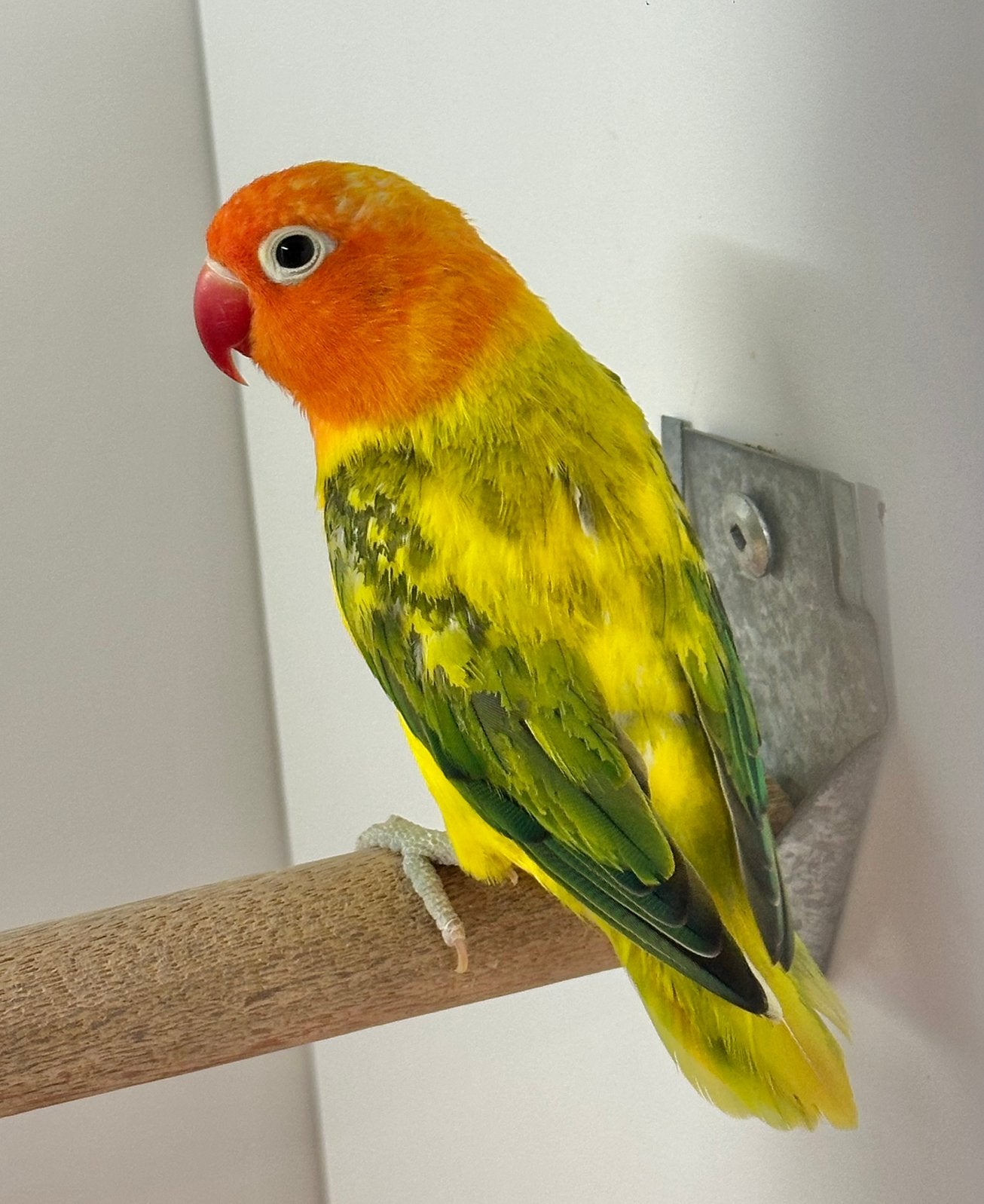 Fischeri, Geslacht onbekend, Dwergpapegaai of Agapornis