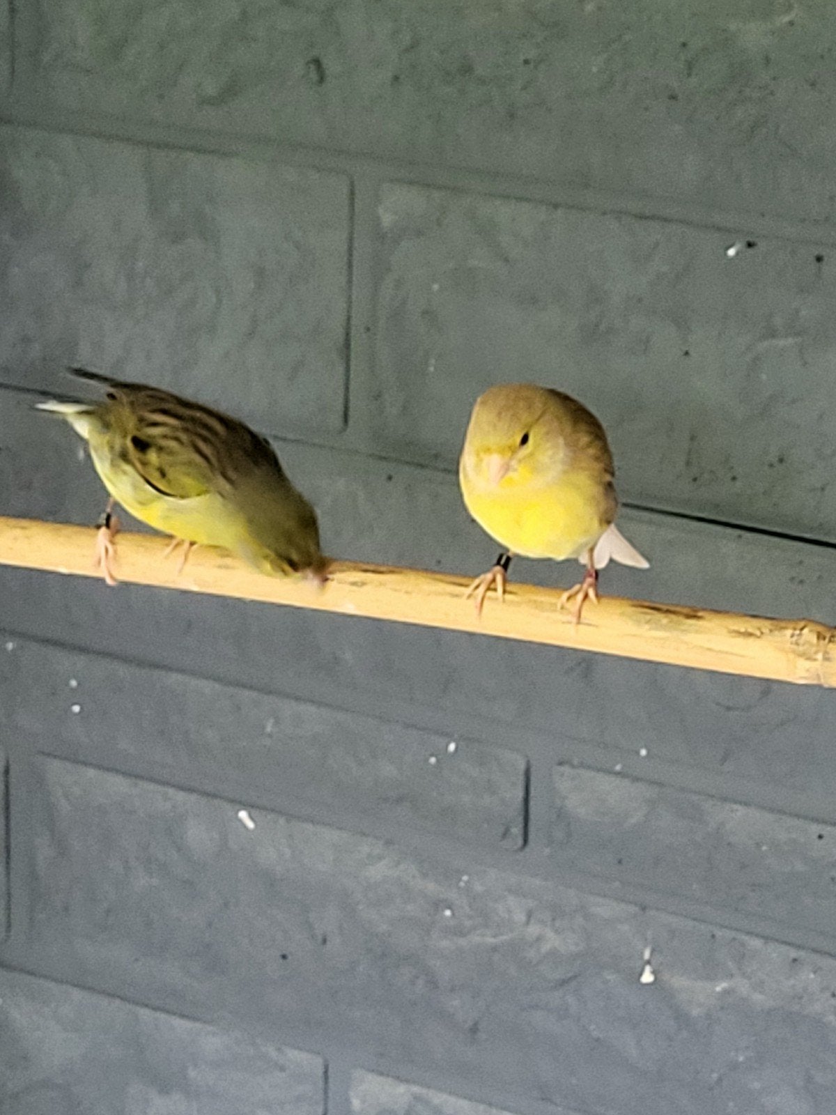 Spaanse timbrado kanaries, koppel. Heel mooie zang, Dieren en Toebehoren, Meerdere dieren, Geringd