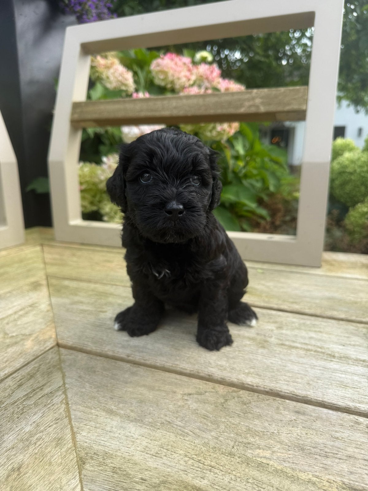 Medium Labradoodle puppy's, Parvo, 8 tot 15 weken, Meerdere, Meerdere dieren