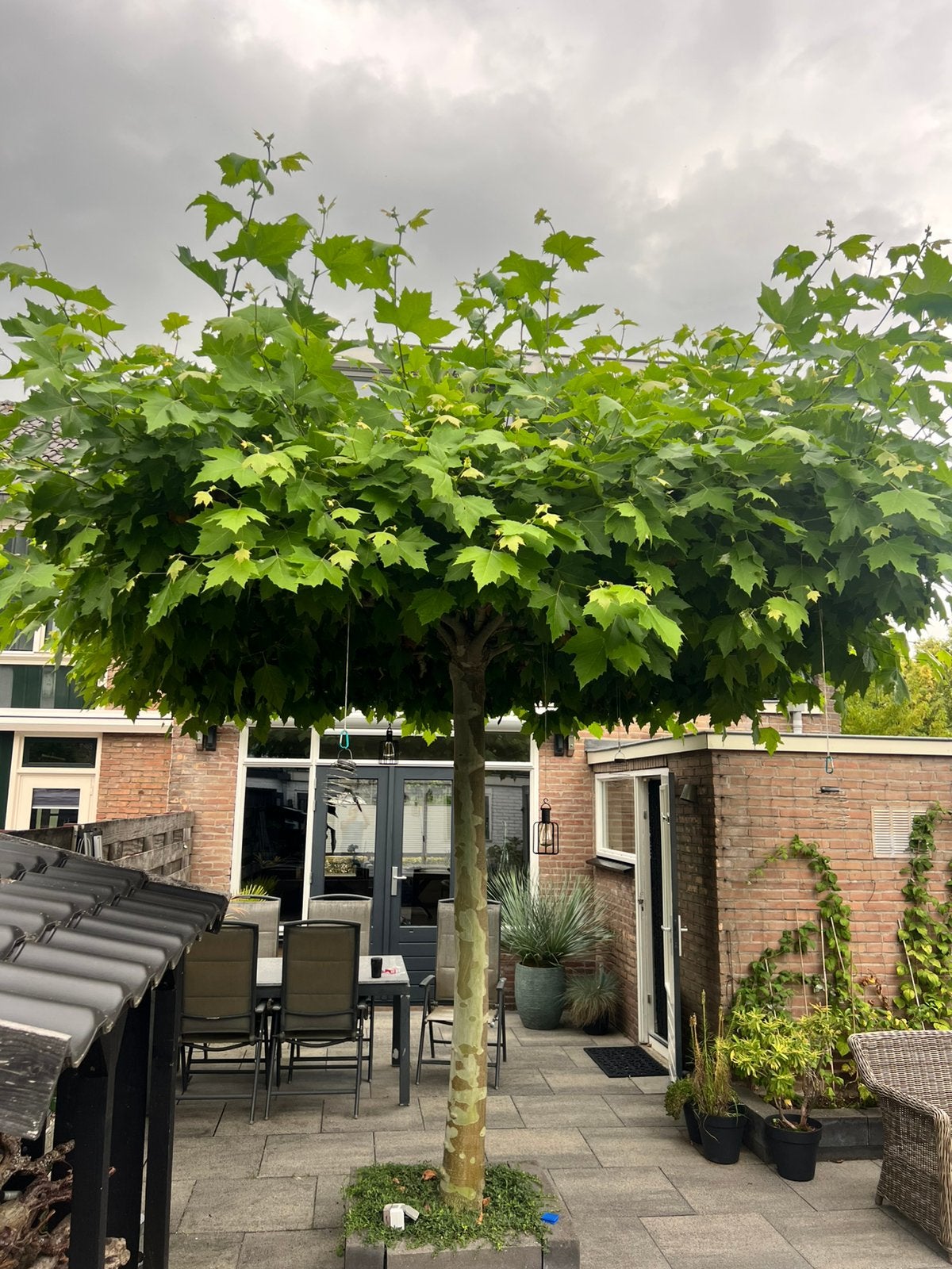 Grote dakplataan, Tuin en Terras, Bloeit niet, Dakboom, 250 tot 400 cm, Ophalen