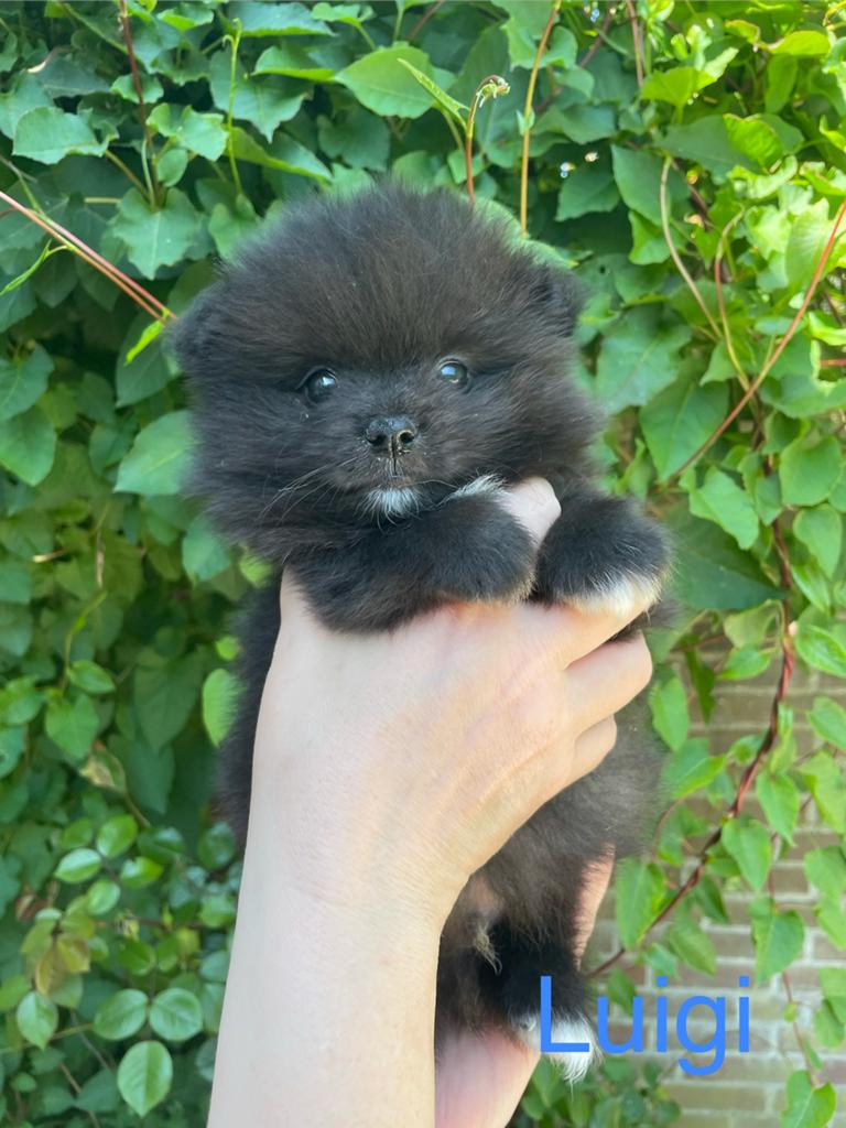 5 Prachtige pomeriaan/dwergkees pups.️🩵🩷, Dieren en Toebehoren, Overige rassen, 8 tot 15 weken, Parvo, Meerdere