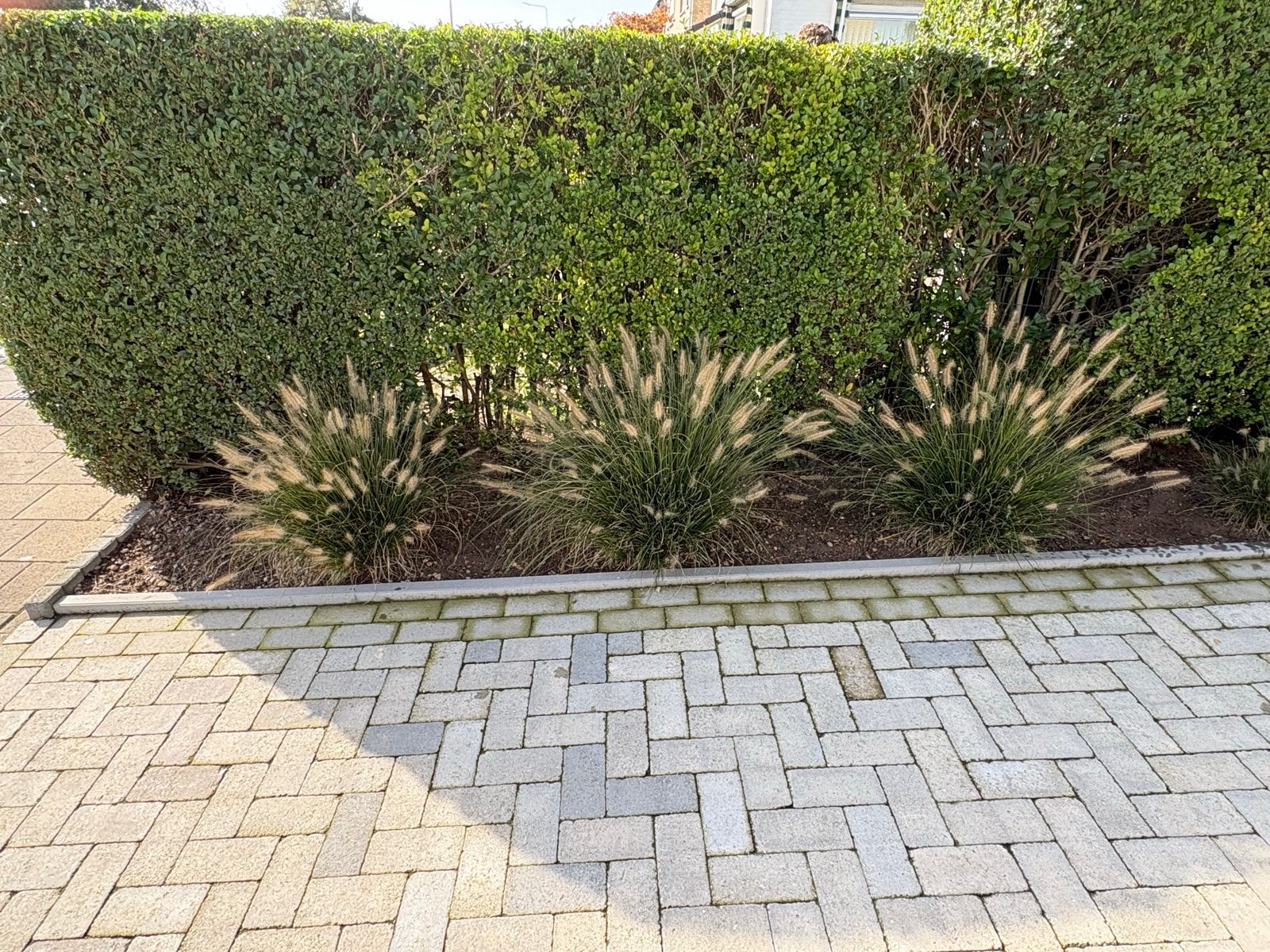 Lampenpoetsersgras (Pennisetum alopecuroides), Tuin en Terras, Ophalen, Volle zon, Vaste plant, Siergrassen