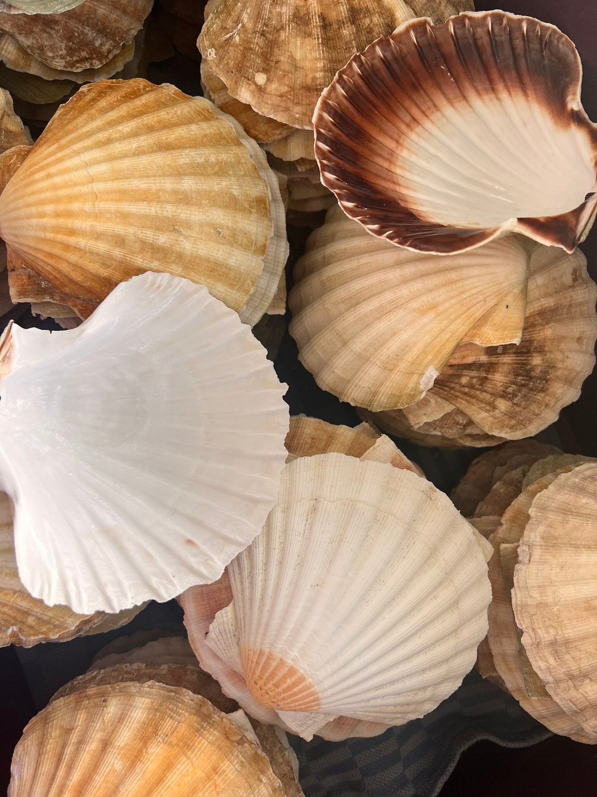 Prachtige coquille schelpen te koop, Ophalen of Verzenden, Nieuw, Zee en Strand