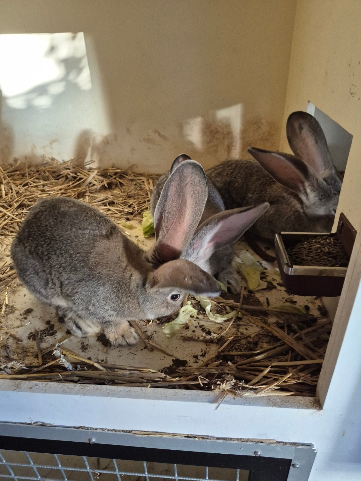 Jonge Vlaamse reuzen, Dieren en Toebehoren, Mannelijk, Groot, 0 tot 2 jaar