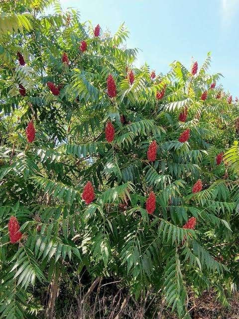 Fluweelboom | Azijnboom (Rhus typhina) | Opruiming! OP = OP, Tuin en Terras, Overige soorten, 100 tot 250 cm, Zomer, Ophalen