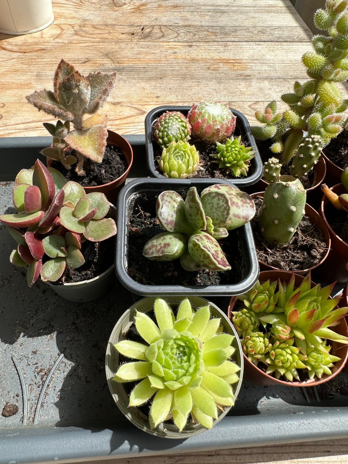 Cute plants kamerplants, Tuin en Terras, Planten | Tuinplanten, Ophalen, Overige soorten, Volle zon
