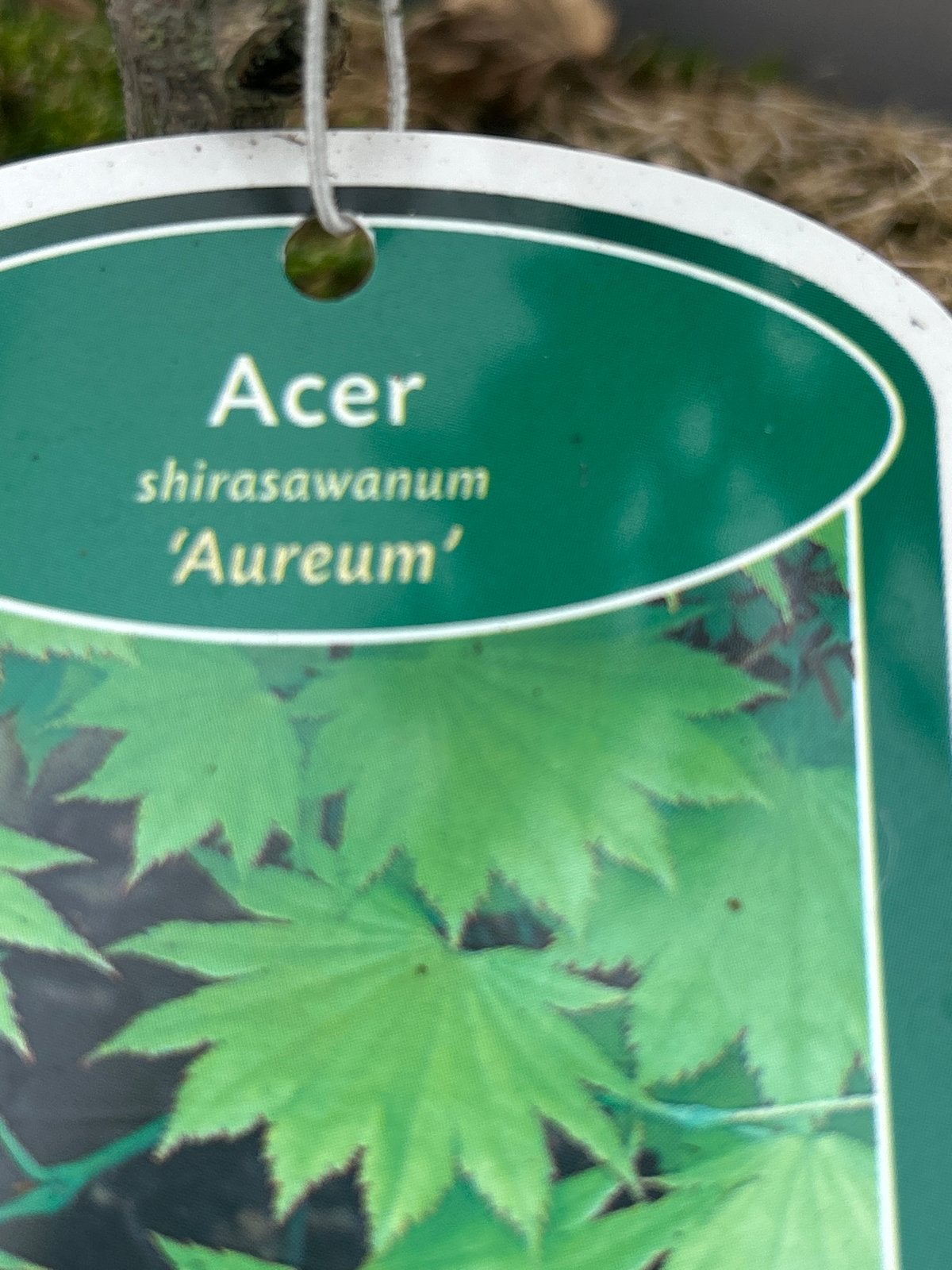 Acer shirasawanum 'Aureum' in 5 liter pot, Ophalen, Esdoorn, Struik, Minder dan 100 cm