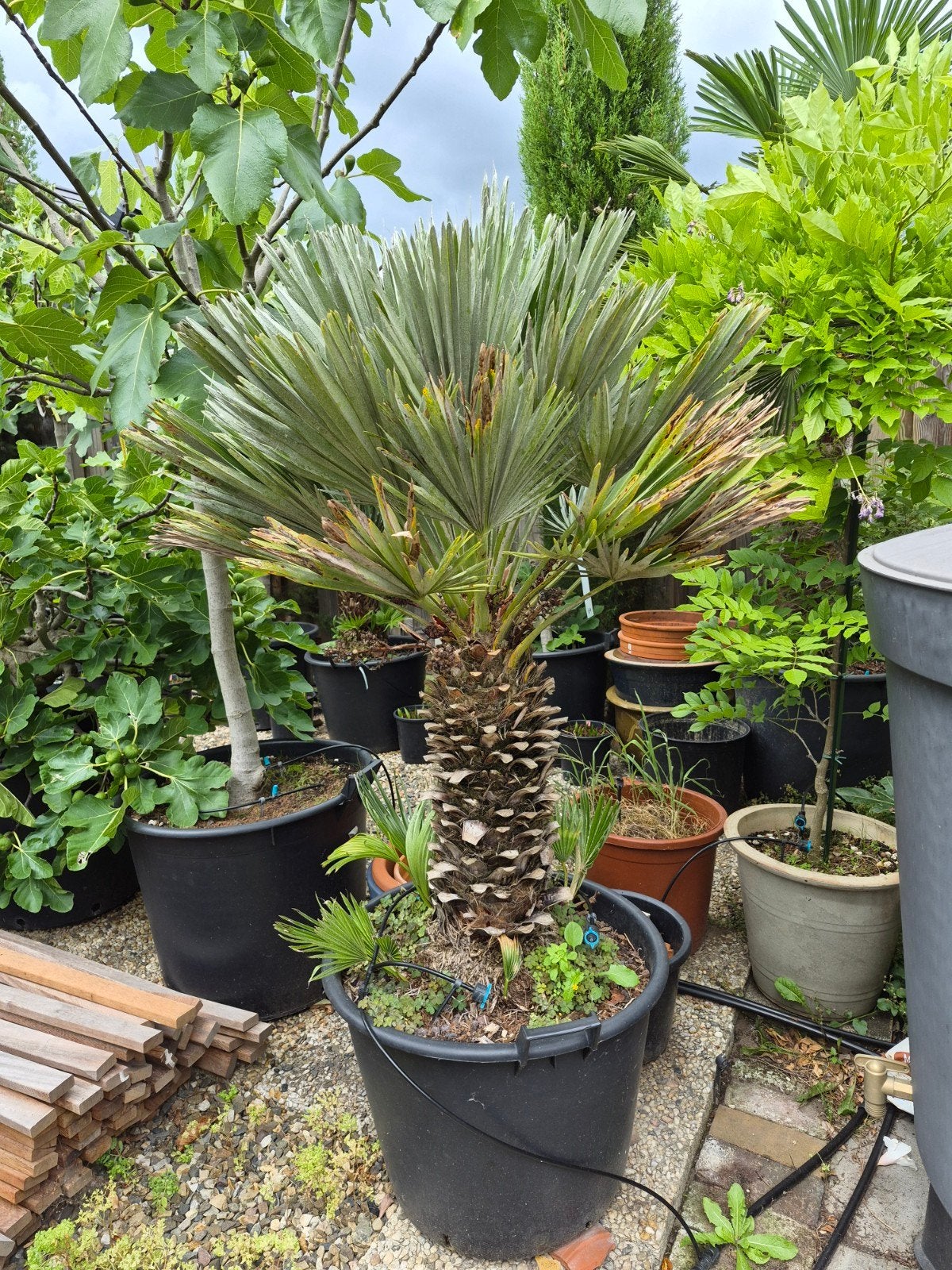 Chamaerops humilis 'Vulcano', grote plant, 100 tot 250 cm, Zomer, Palmboom, Ophalen