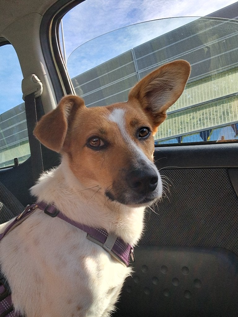 jacky is in Nederland, Dieren en Toebehoren, Particulier, Jack Russell Terriër, Reu, 1 tot 2 jaar