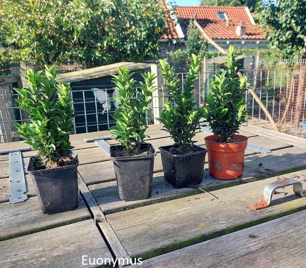 Euonymus green spire(Beste buxus vervanger), Ophalen, Overige soorten, Haag, Minder dan 100 cm