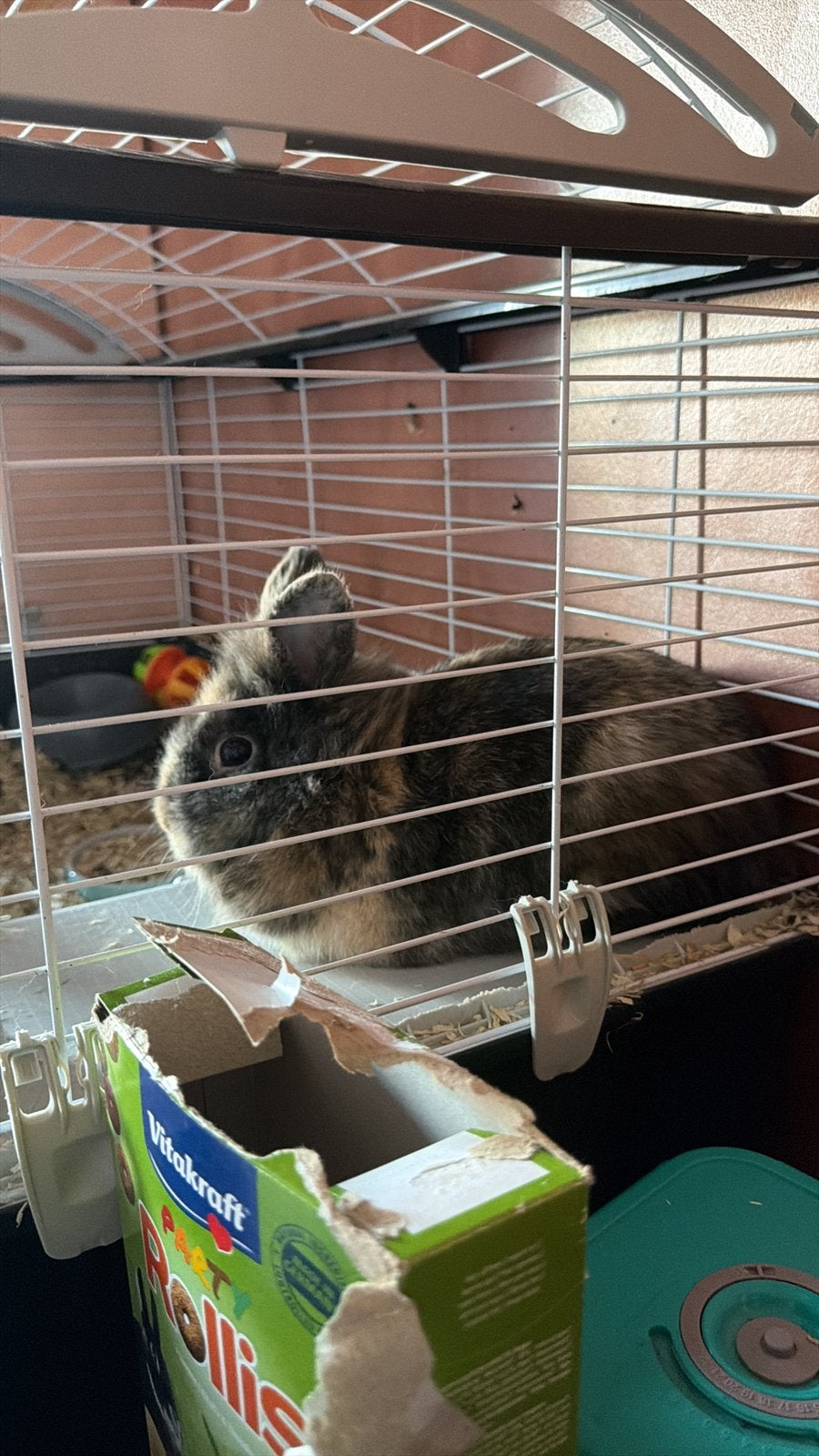 Konijn, Dieren en Toebehoren, Zo goed als nieuw, Konijn, Hok, Ophalen