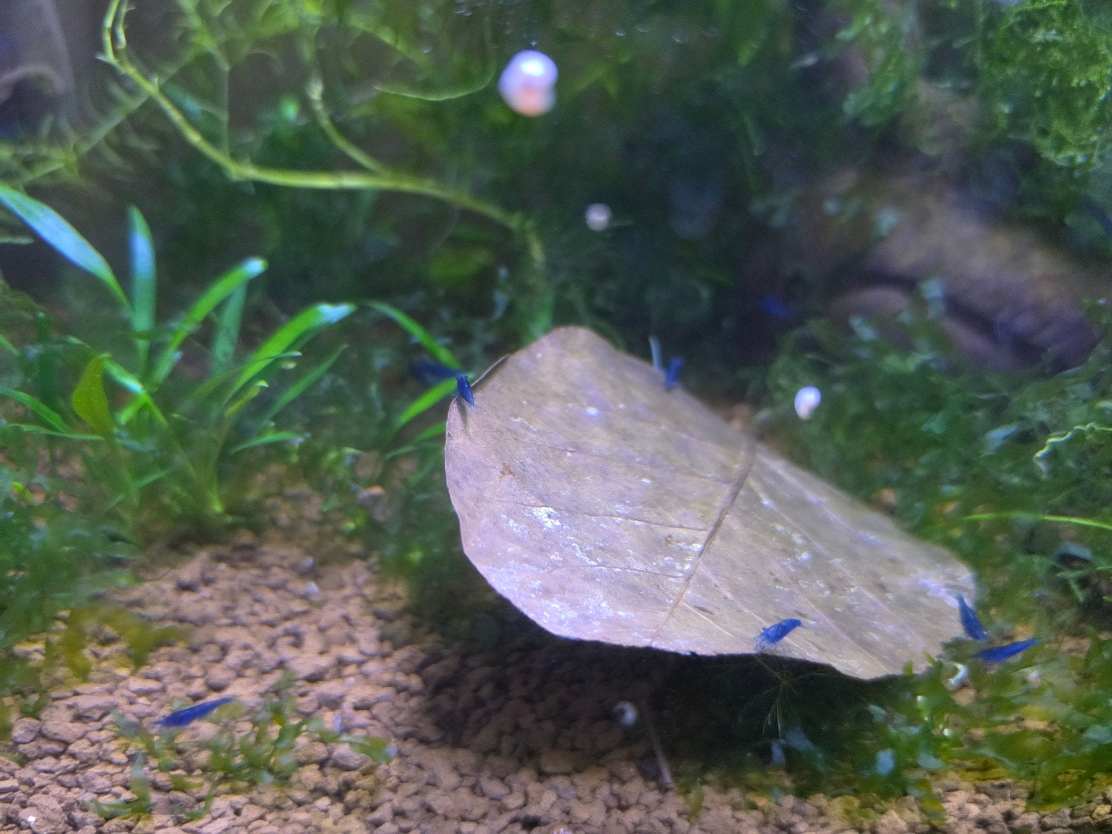 blauwe neo caridina garnalen blue dream, Dieren en Toebehoren, Kreeft, Krab of Garnaal