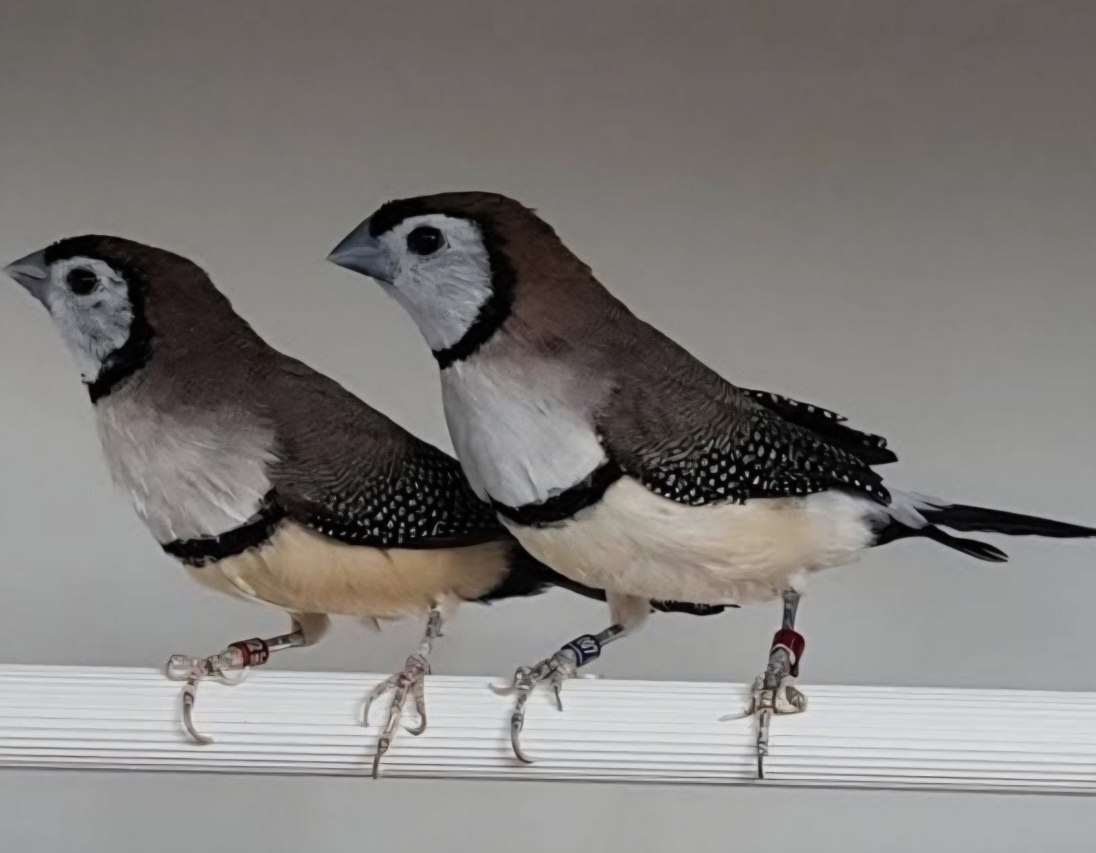 2 bichenow astrilde mannen, Dieren en Toebehoren, Vogels | Overige Vogels, Mannelijk