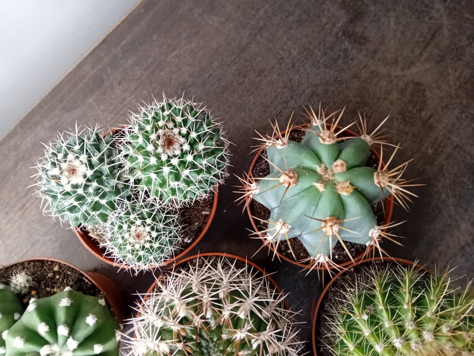 Cactus 10-15cm        5 voor €6, Ophalen, Minder dan 100 cm, In pot, Cactus