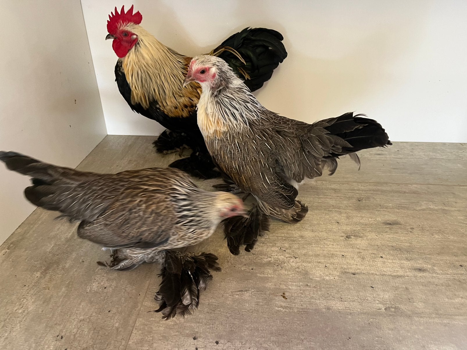 Trio kriel kipjes, Dieren en Toebehoren, Meerdere dieren, Kip