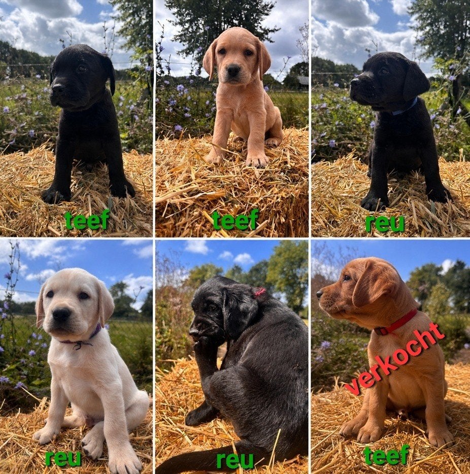 Mooie labrador pups te koop, 8 tot 15 weken, Labrador retriever, CDV (hondenziekte), Meerdere