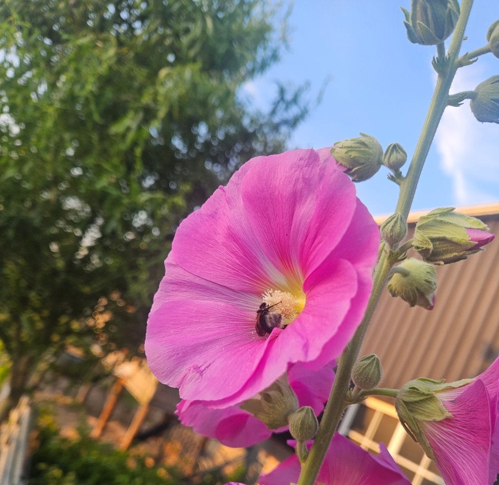 Roze stokroos, Ophalen of Verzenden, Voorjaar, Volle zon, Zaad