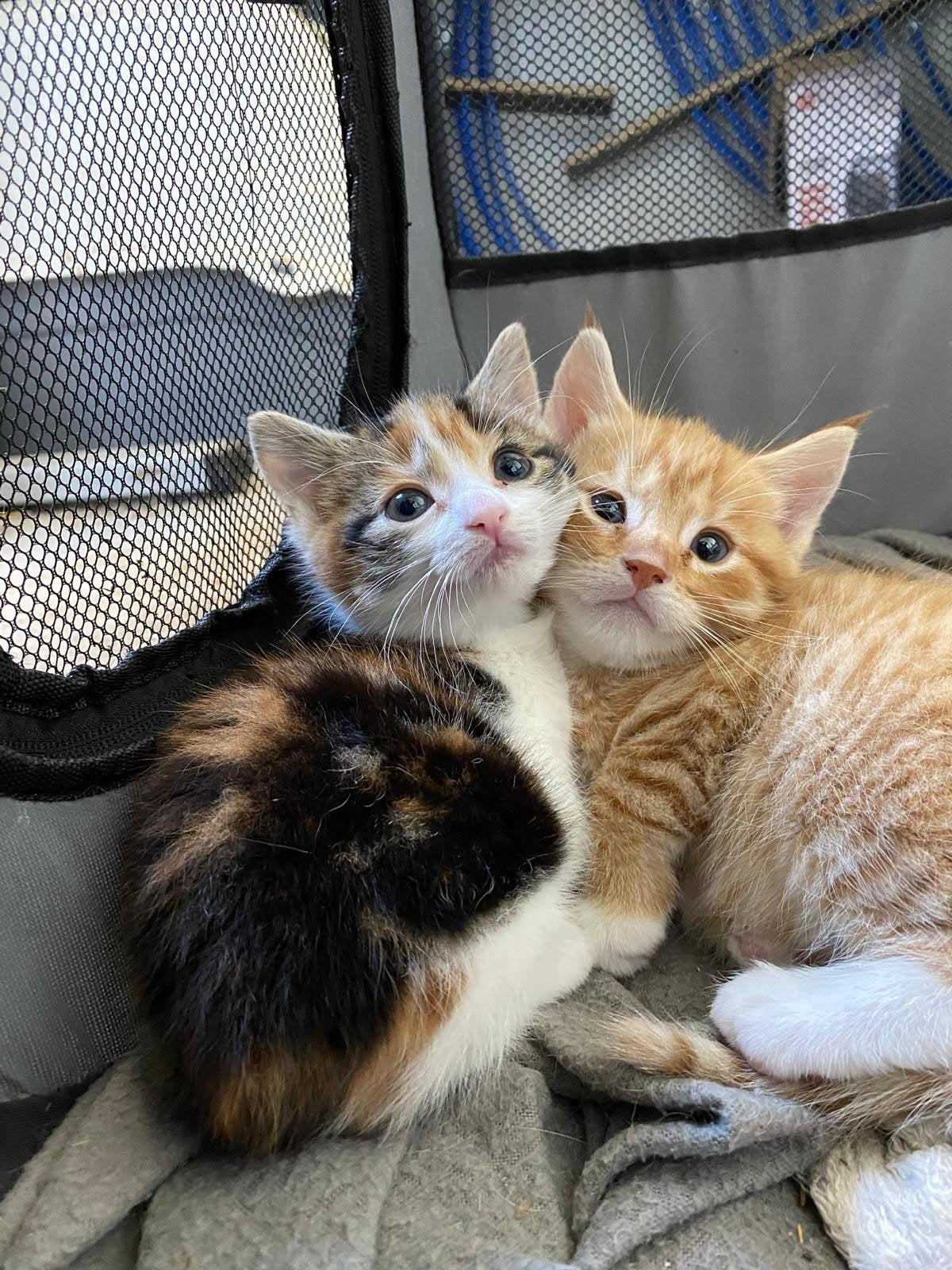 Ondernemend katertje zoekt nieuw baasje, Kater, Ontwormd, 0 tot 2 jaar