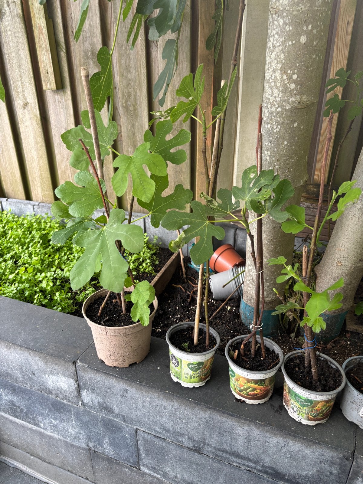 Vijgenplanten - Jonge Ficus Carica stekken, Ophalen, Volle zon, Vaste plant, Zomer