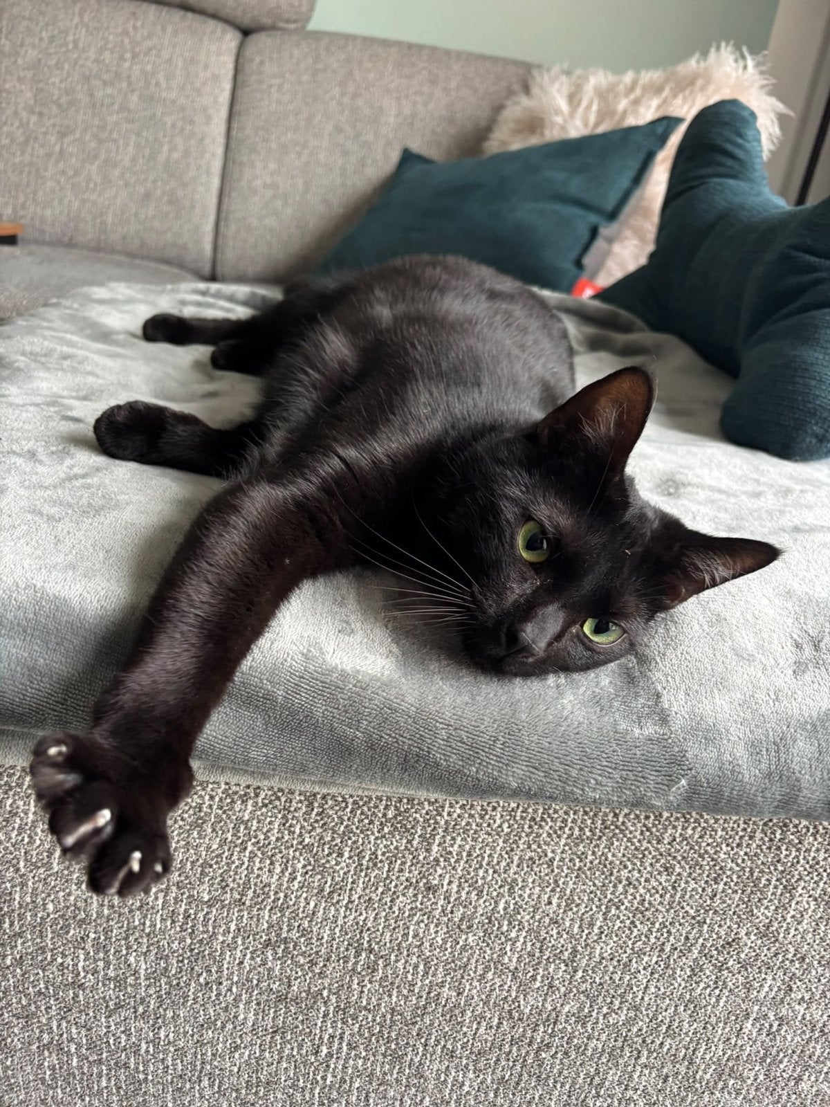 Super lieve speelse Gecastreerde kater 1jaar oud., Dieren en Toebehoren, Kater, Kortharig, 0 tot 2 jaar