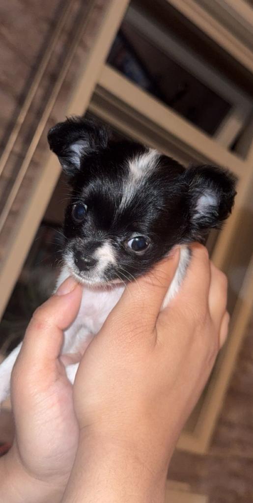 Langharige chihuahua pup, Reu, Eén hond, Chihuahua, Nederland