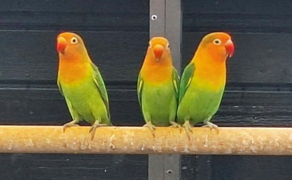 agapornis fischeri dwergpapegaai, Geslacht onbekend, Dwergpapegaai of Agapornis, Tam