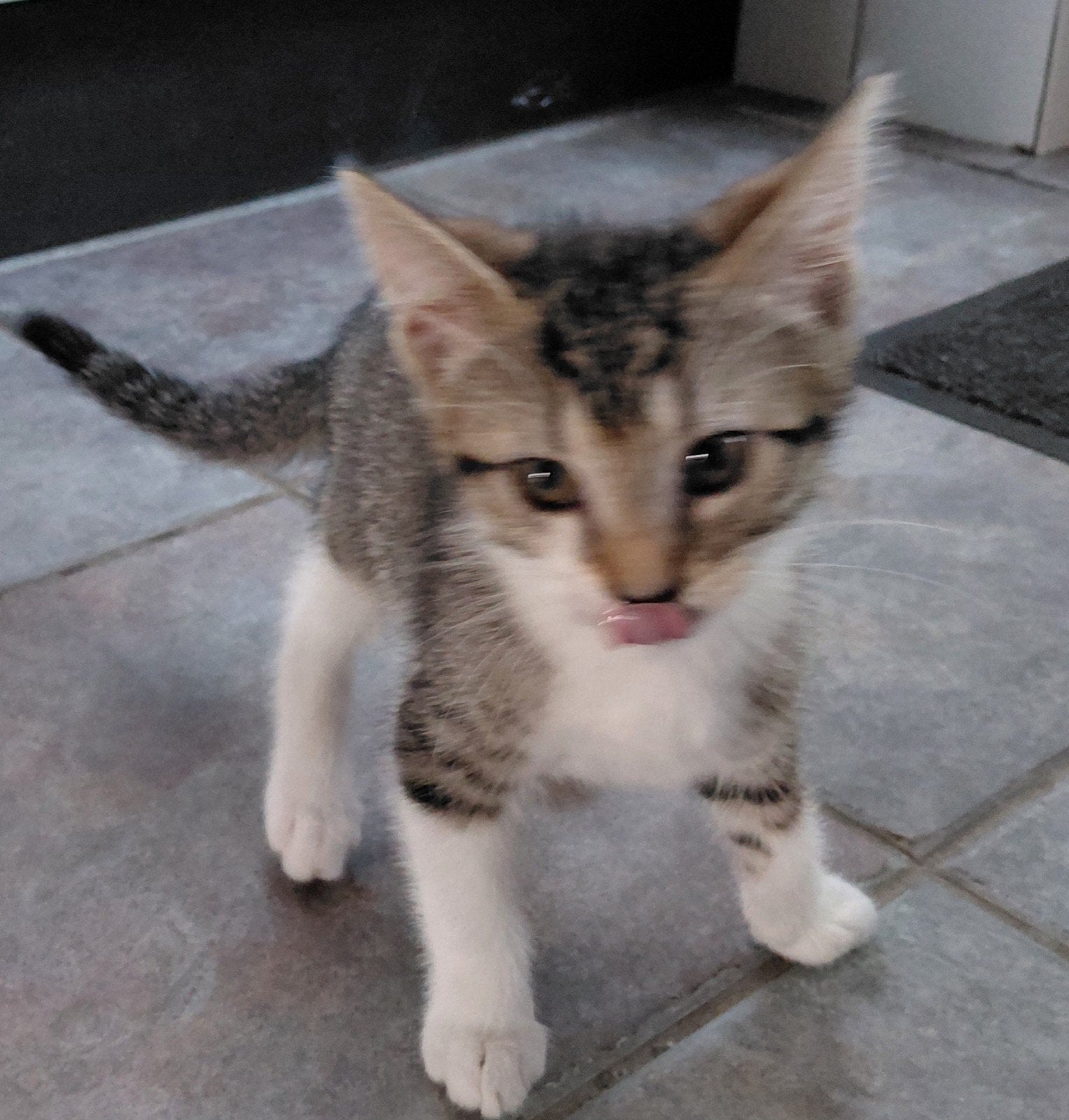 Kittens, Meerdere dieren, Ontwormd, 0 tot 2 jaar