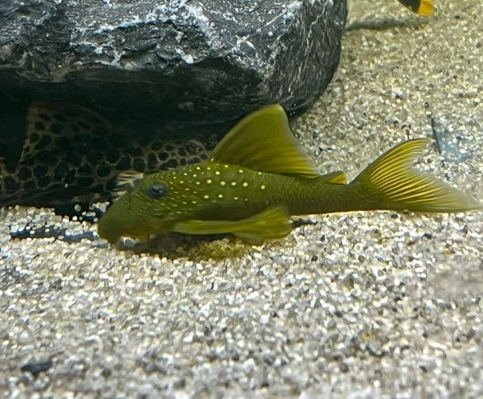 Green Phantom L200, Vis