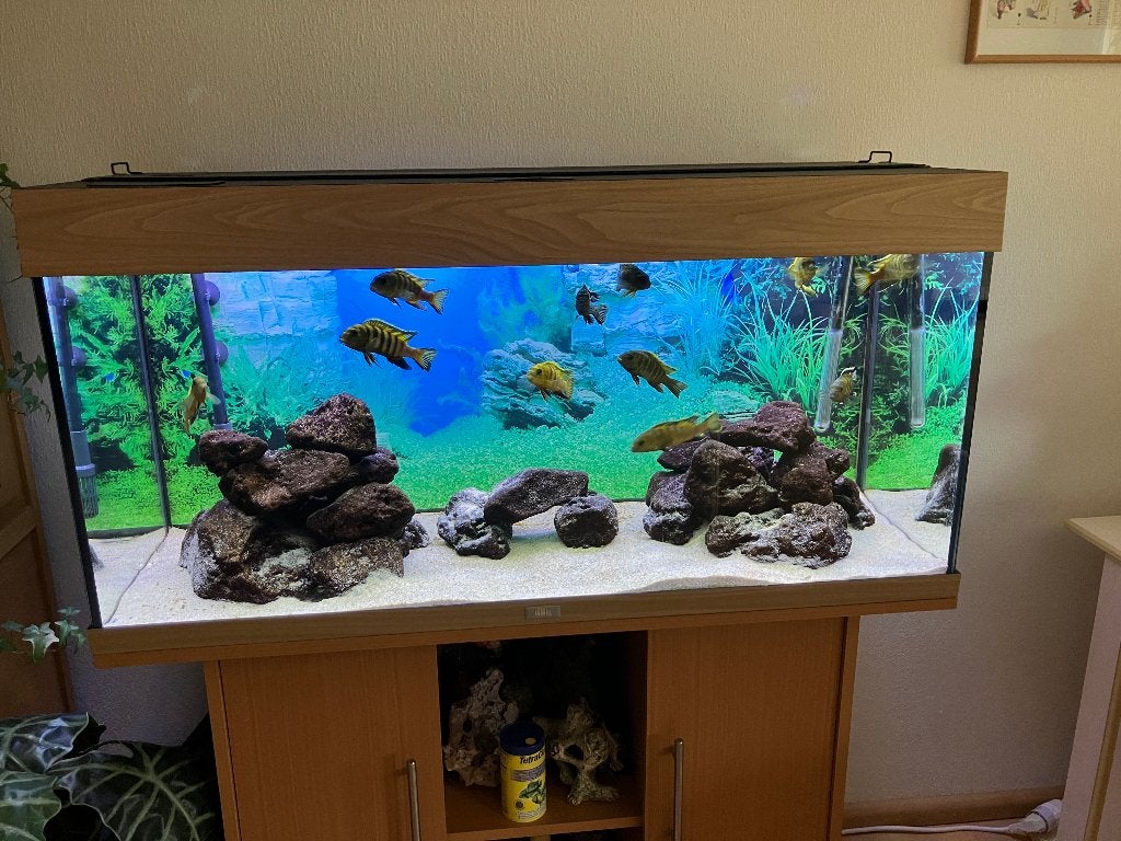Rio180 + Juwel onderkast + Eheim pro4+ verw + Malawi Biot., Ophalen, Inclusief vissen, Juwel, Gevuld zoetwateraquarium
