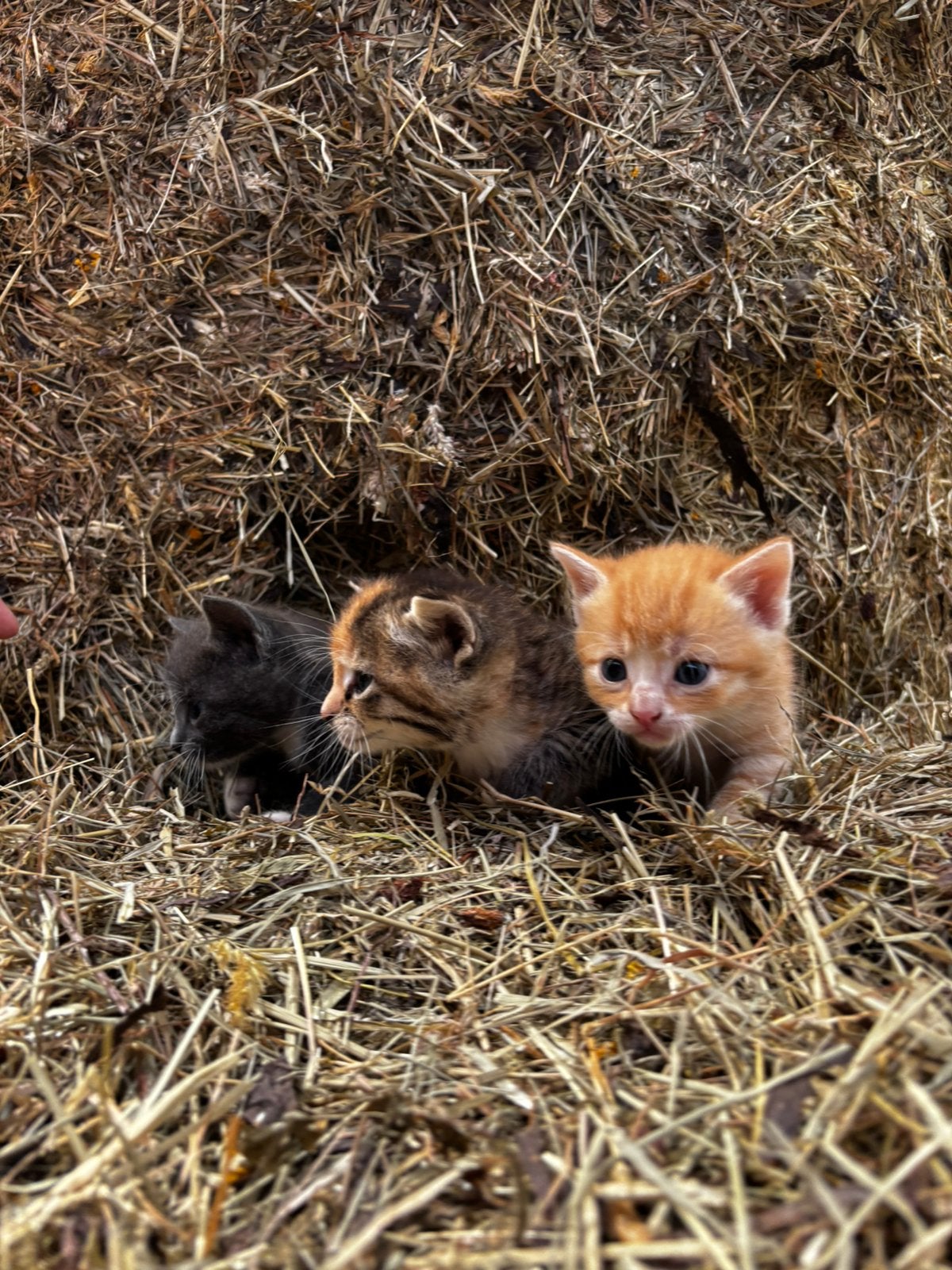 Boederij kittens te koop, Meerdere dieren