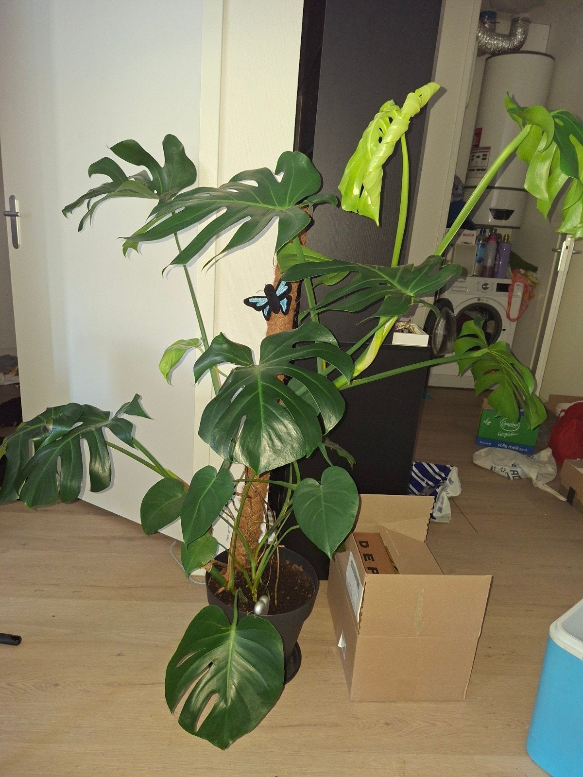 Monstera stekken - Verse stekken van grote moederplant, Vaste plant, Bloeit niet, Halfschaduw, Ophalen