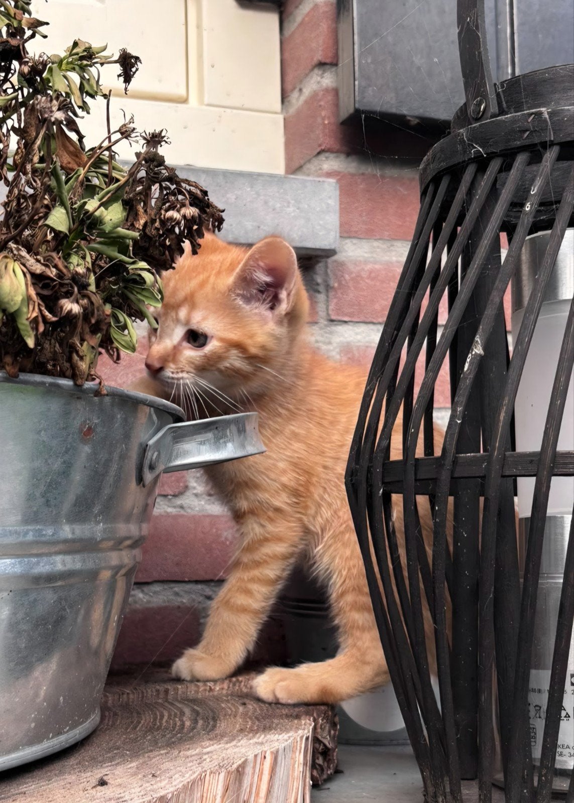 3 lieve sociale mooie kittens, Meerdere dieren