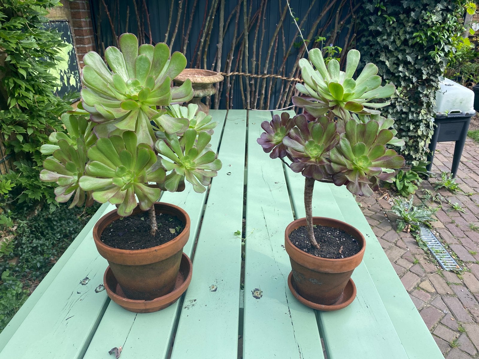 2 x Boom-Aeonium / vetplant, Tuin en Terras, Ophalen, Vaste plant, Overige soorten, Volle zon