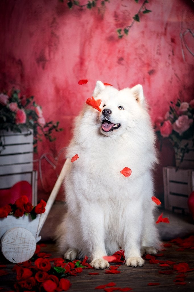 Samoyed pups verwacht – prachtige, raszuivere Samojeden, Dieren en Toebehoren, Fokker | Hobbymatig, 15 weken tot 1 jaar, Buitenland