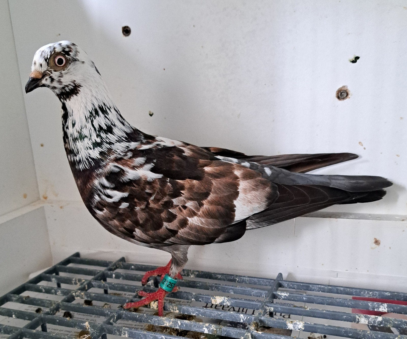 Tippler, Dieren en Toebehoren, Mannelijk, Overige soorten