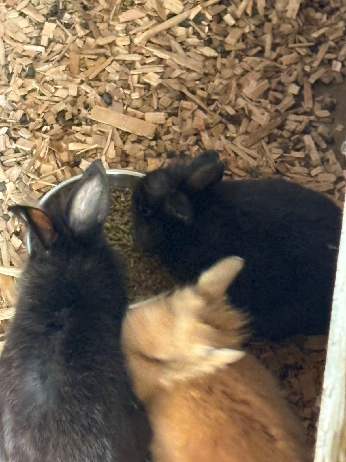 Gratis konijnen, Dieren en Toebehoren, Konijnen, Meerdere dieren, Middelgroot, 0 tot 2 jaar